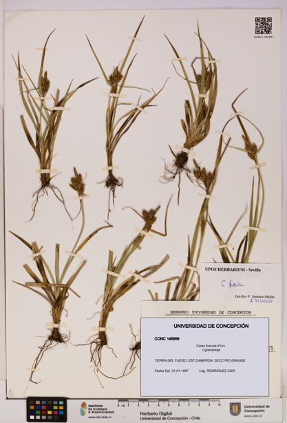 Carex fuscula [Espécimen: UDEC:CONC:0145956]