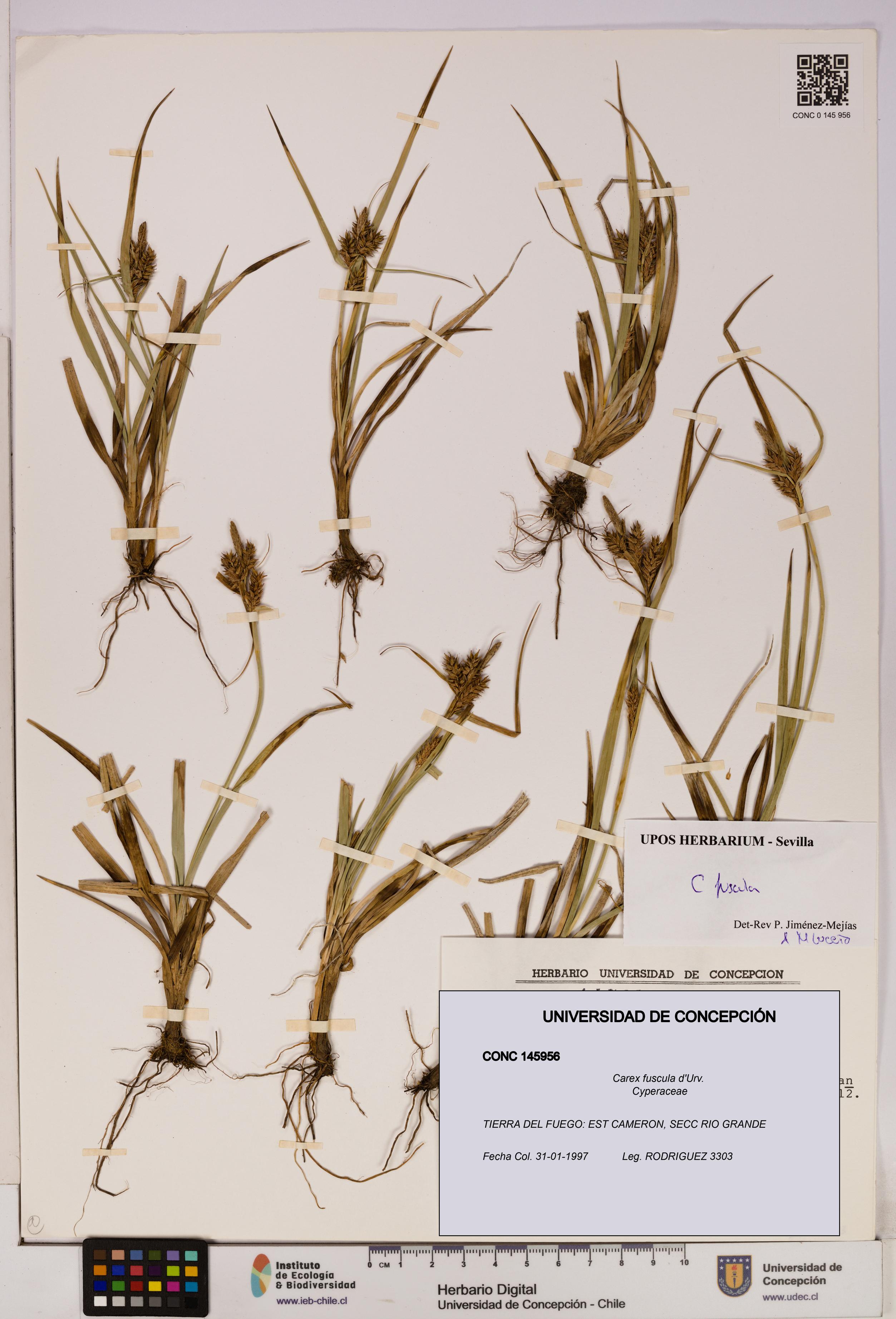 Carex fuscula [Espécimen: UDEC:CONC:0145956]