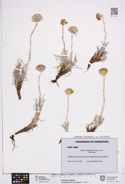 Senecio magellanicus [Espécimen: ]