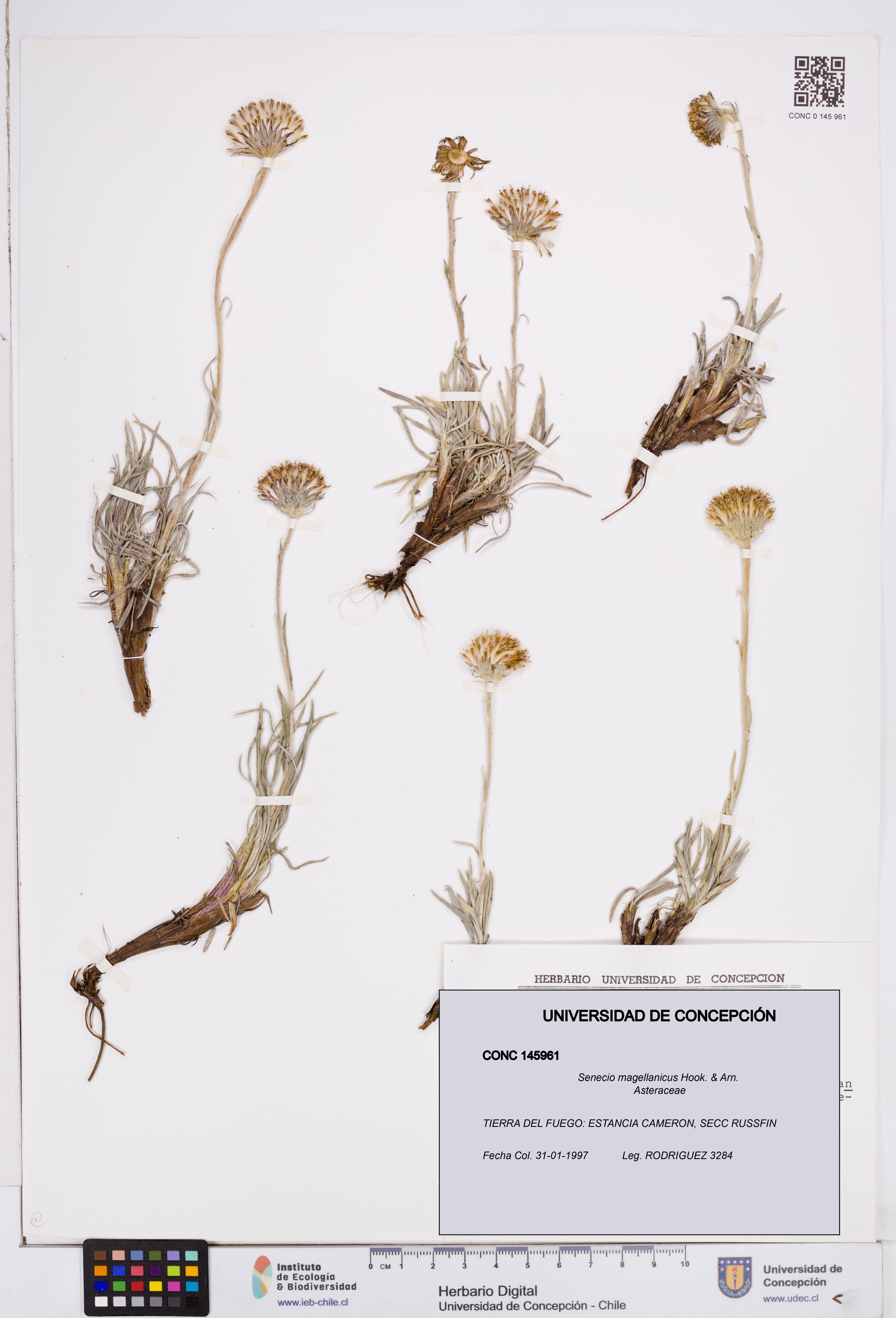 Senecio magellanicus [Espécimen: ]