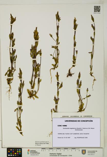 Gentianella magellanica [Espécimen: UDEC:CONC:0145962]