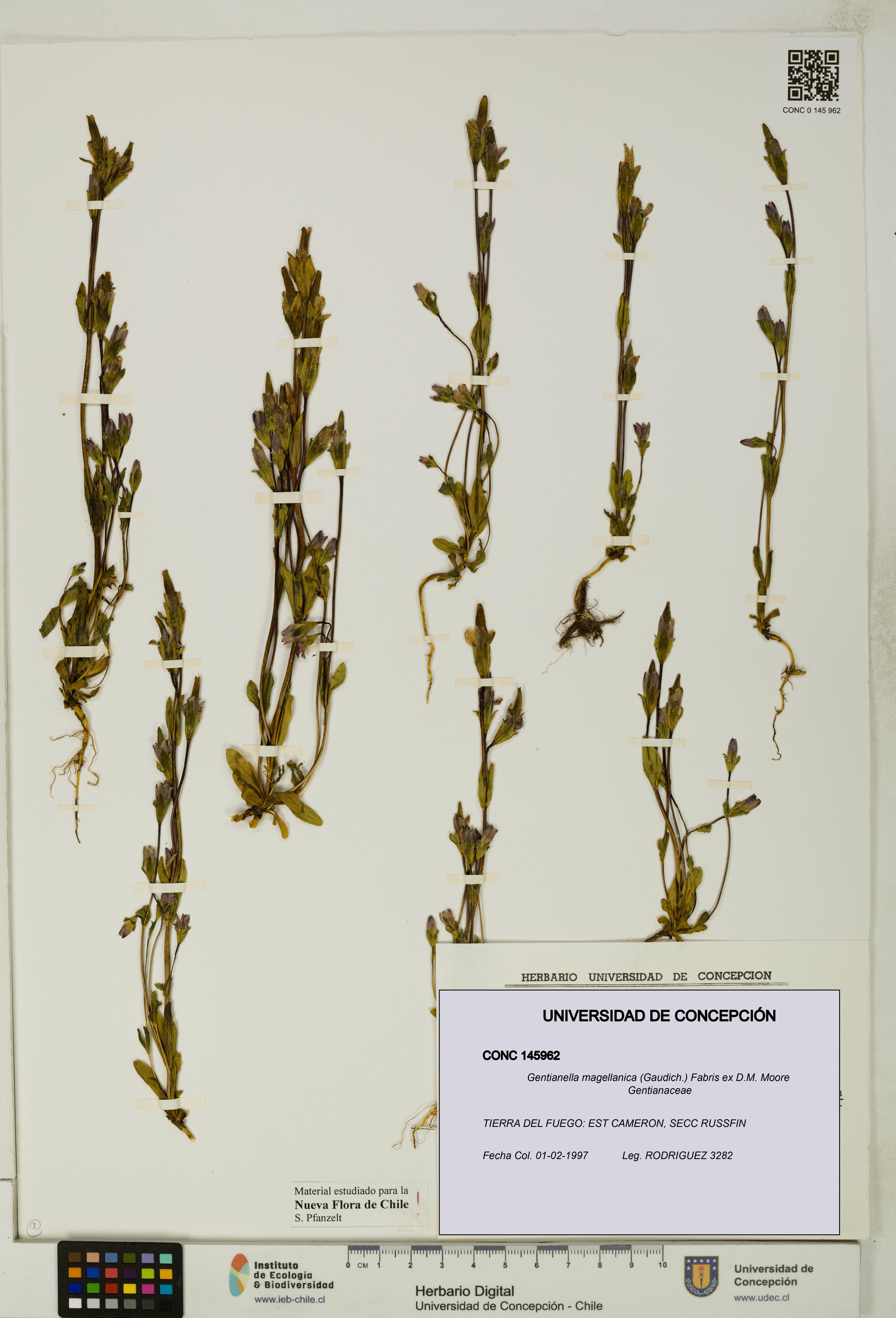 Gentianella magellanica [Espécimen: UDEC:CONC:0145962]
