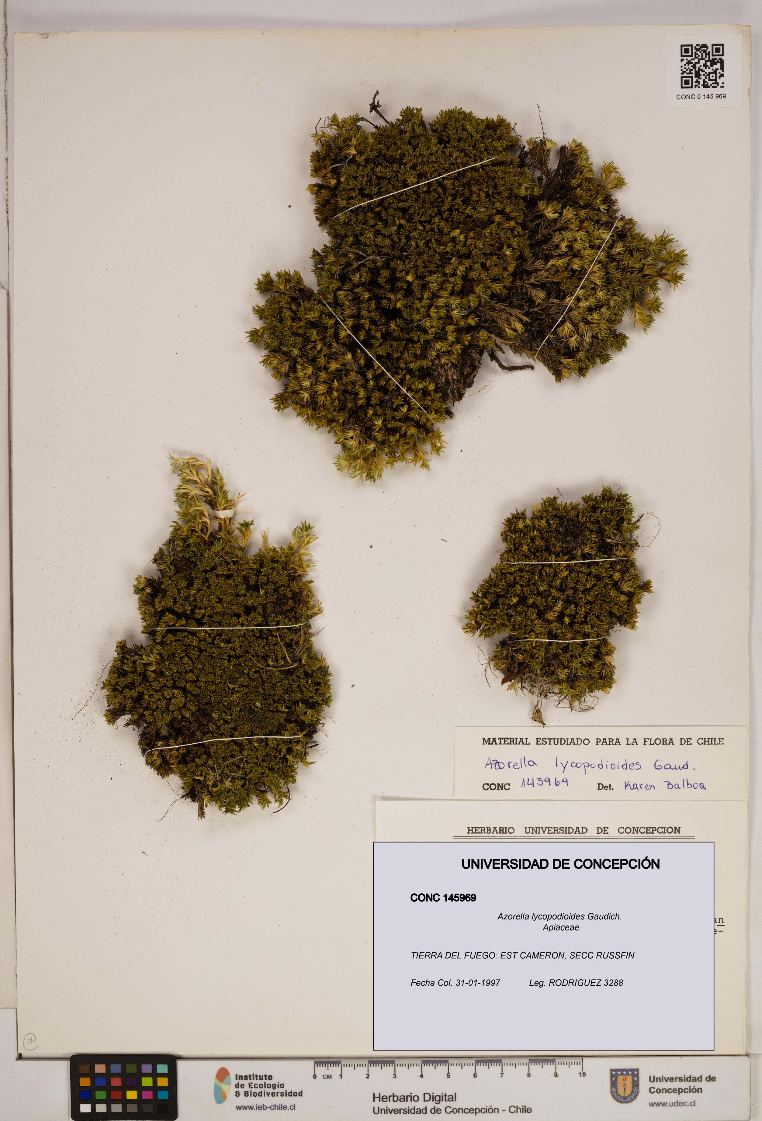 Azorella lycopodioides [Espécimen: ]
