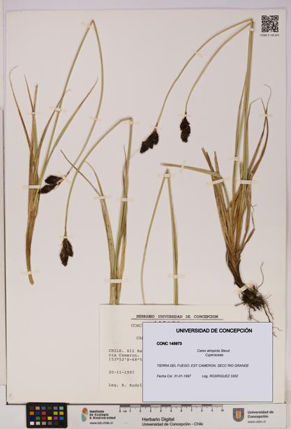 Carex atropicta [Espécimen: UDEC:CONC:0145973]