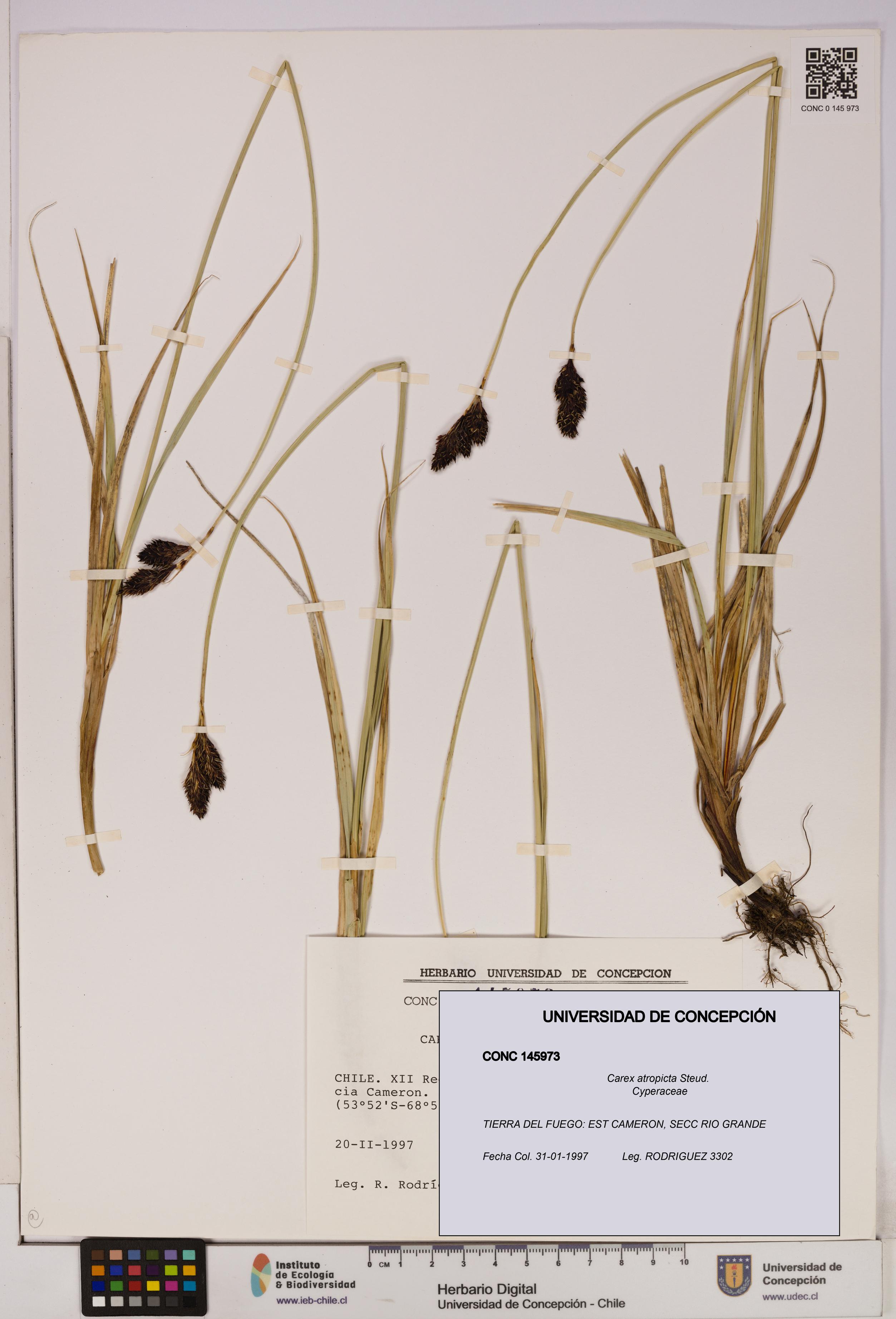 Carex atropicta [Espécimen: UDEC:CONC:0145973]