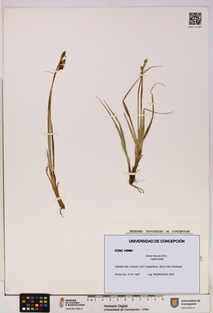 Carex fuscula [Espécimen: UDEC:CONC:0145981]
