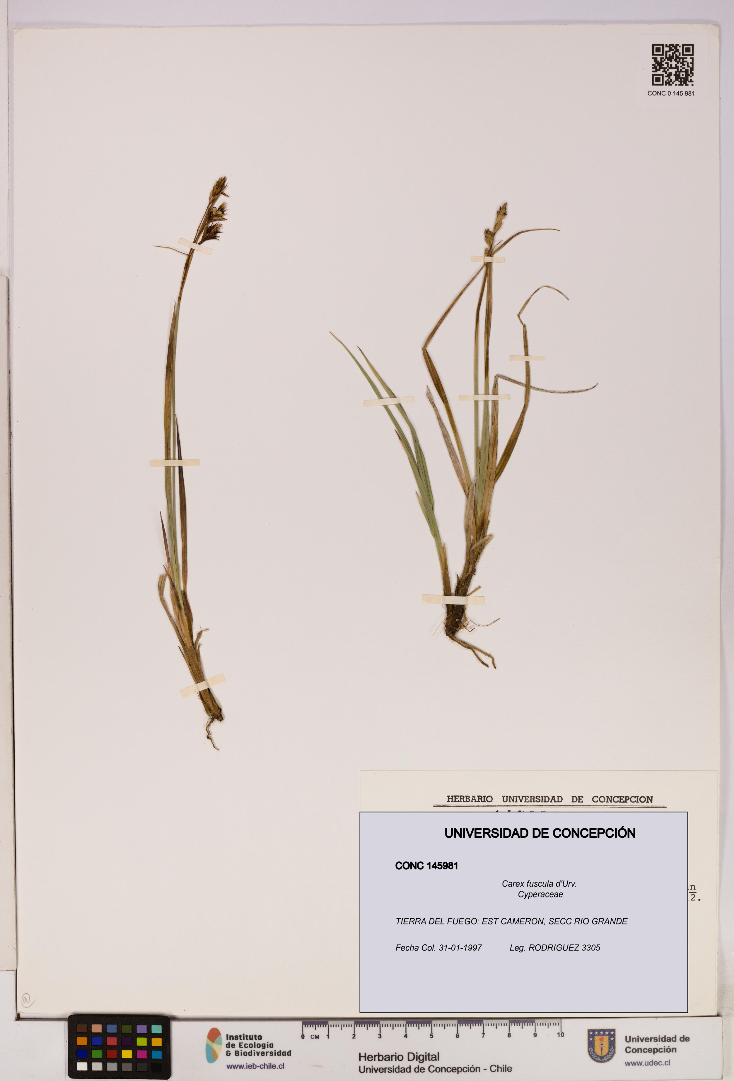 Carex fuscula [Espécimen: UDEC:CONC:0145981]