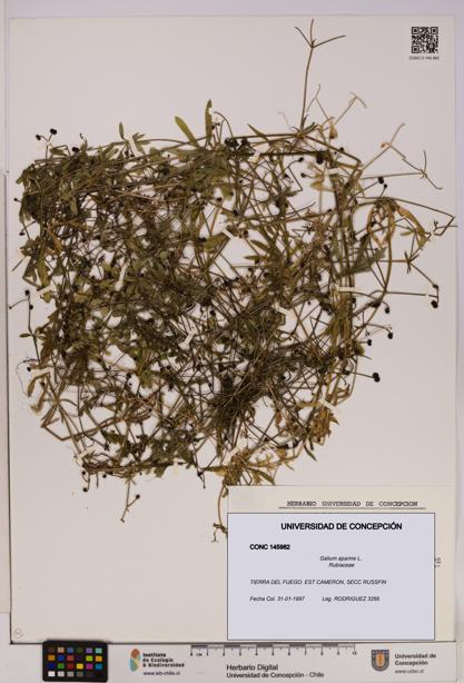 Galium aparine [Espécimen: UDEC:CONC:0145982]