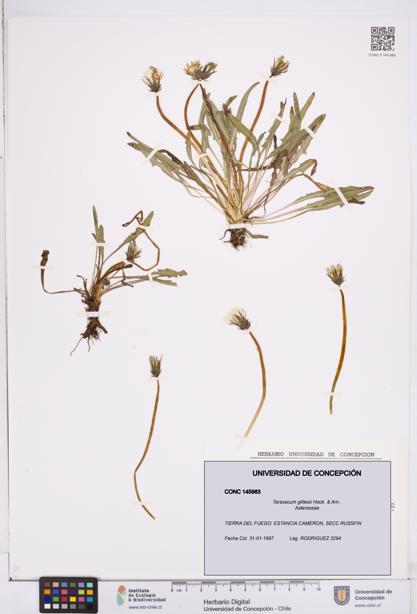 Taraxacum gilliesii [Espécimen: ]
