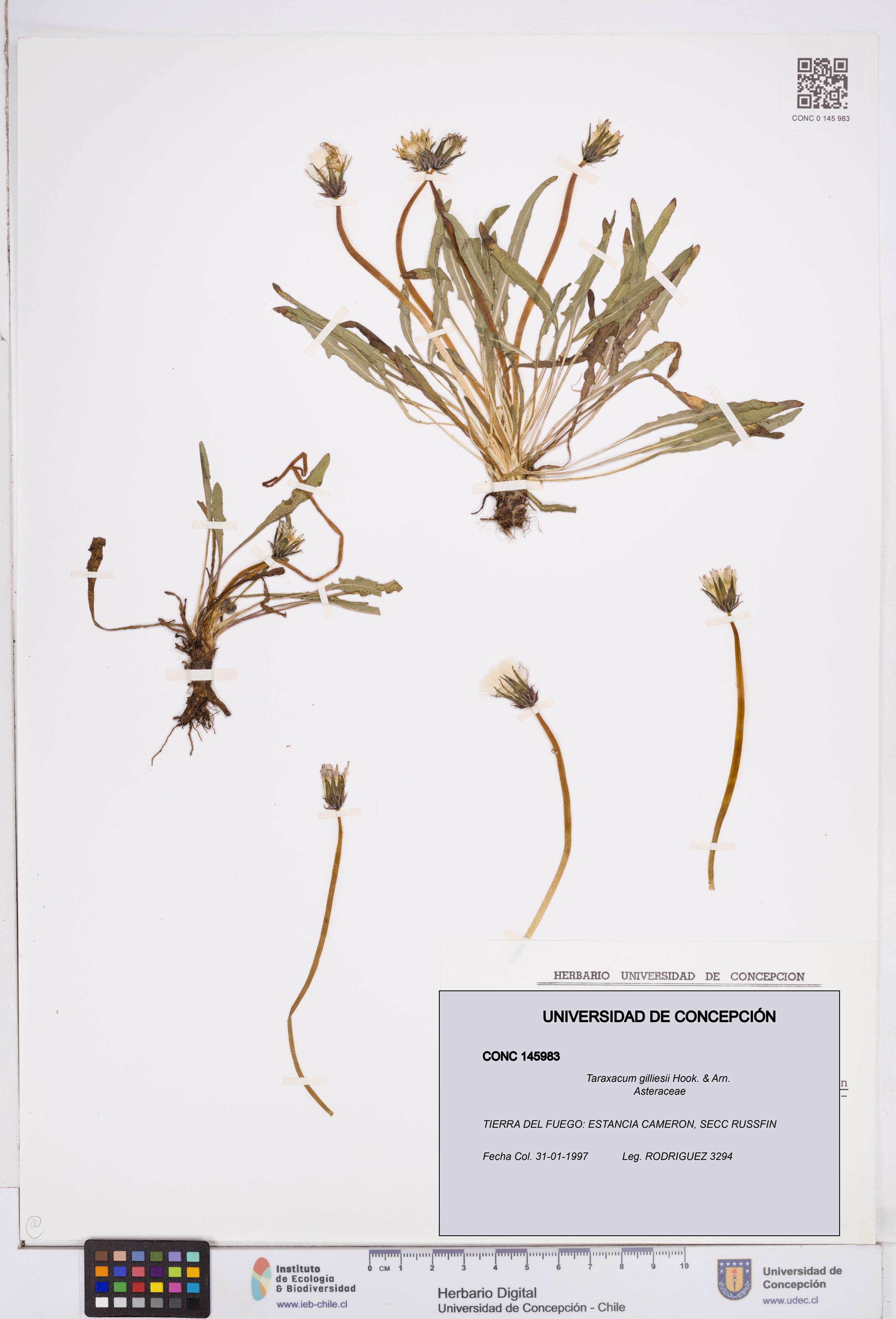 Taraxacum gilliesii [Espécimen: ]