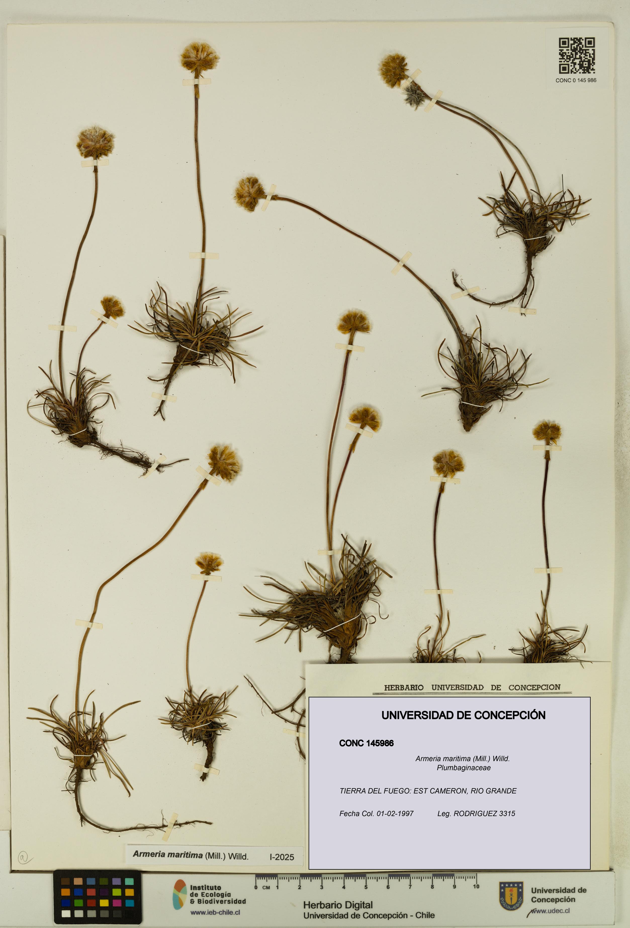 Armeria maritima [Espécimen: UDEC:CONC:0145986]