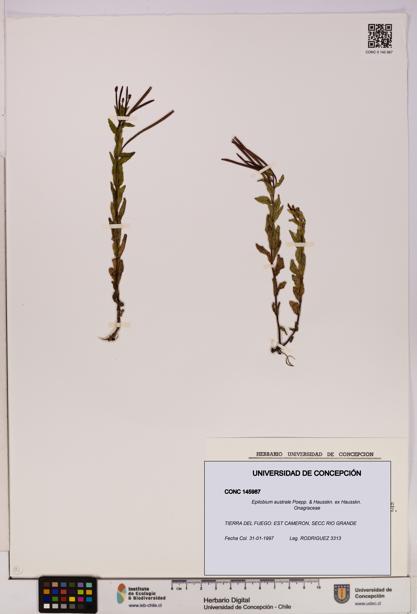 Epilobium australe [Espécimen: UDEC:CONC:0145987]