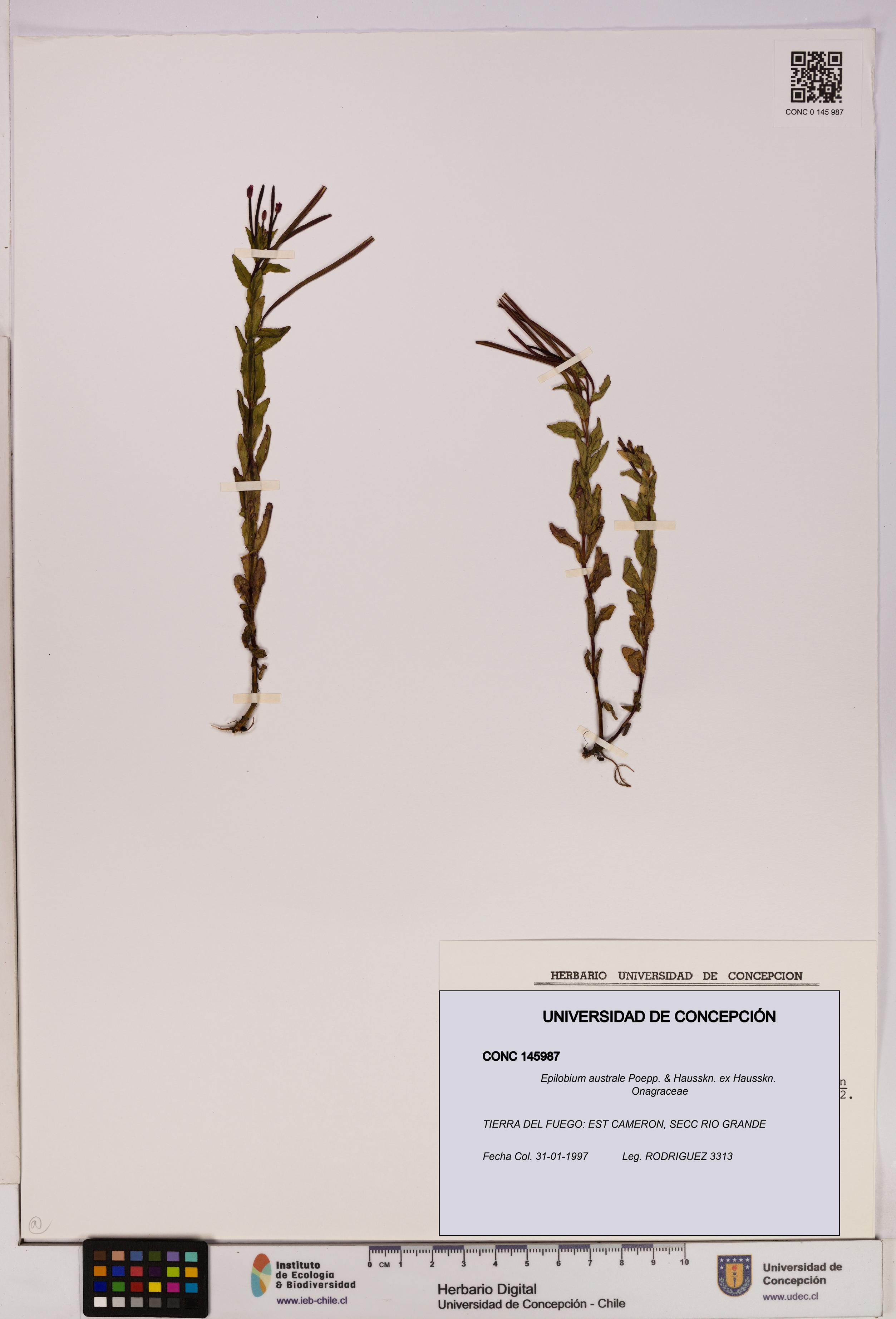 Epilobium australe [Espécimen: UDEC:CONC:0145987]