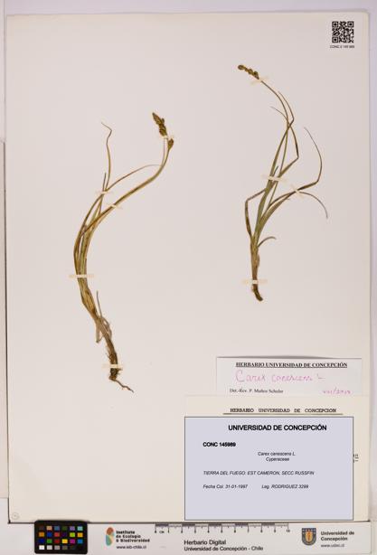 Carex canescens [Espécimen: UDEC:CONC:0145989]
