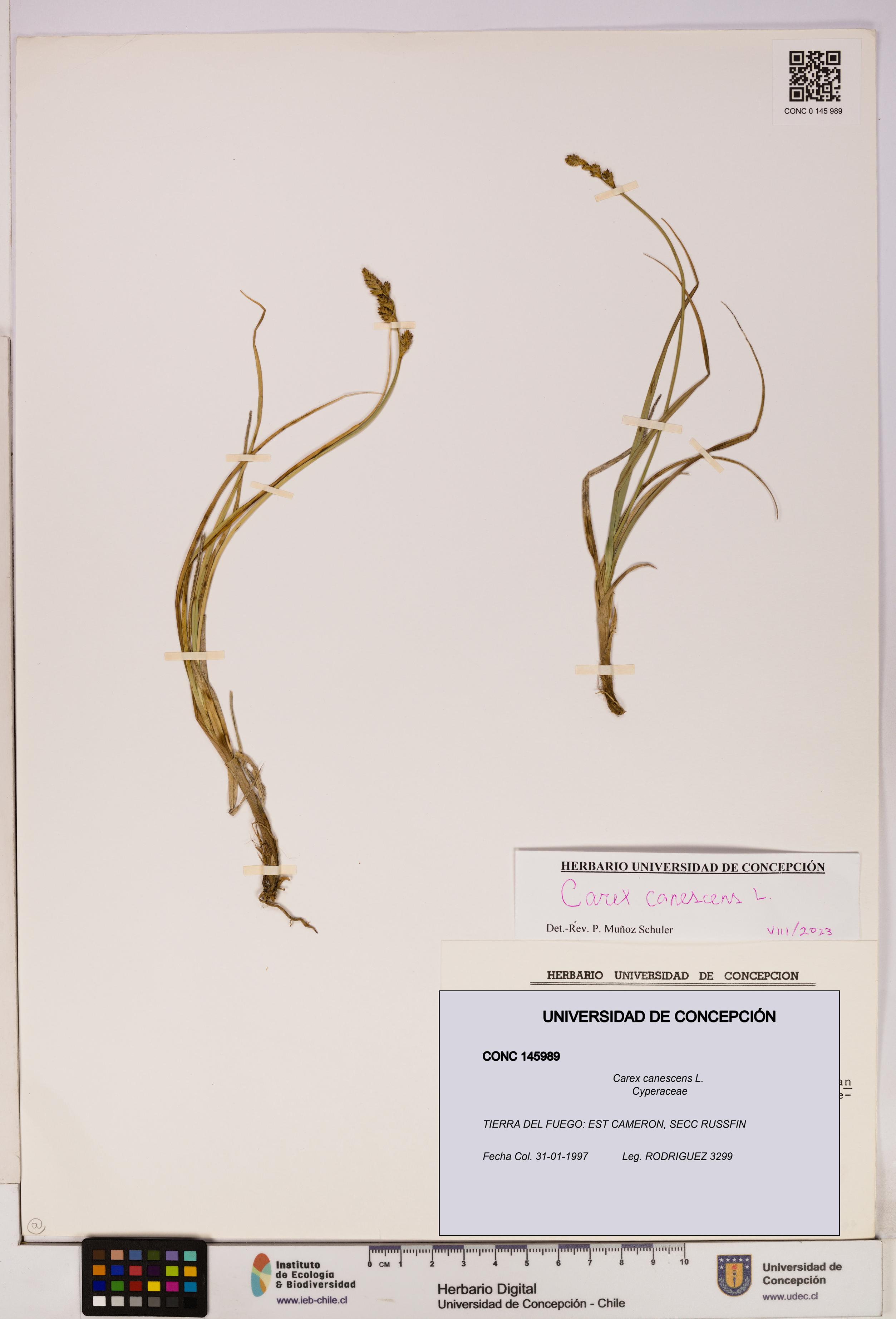 Carex canescens [Espécimen: UDEC:CONC:0145989]