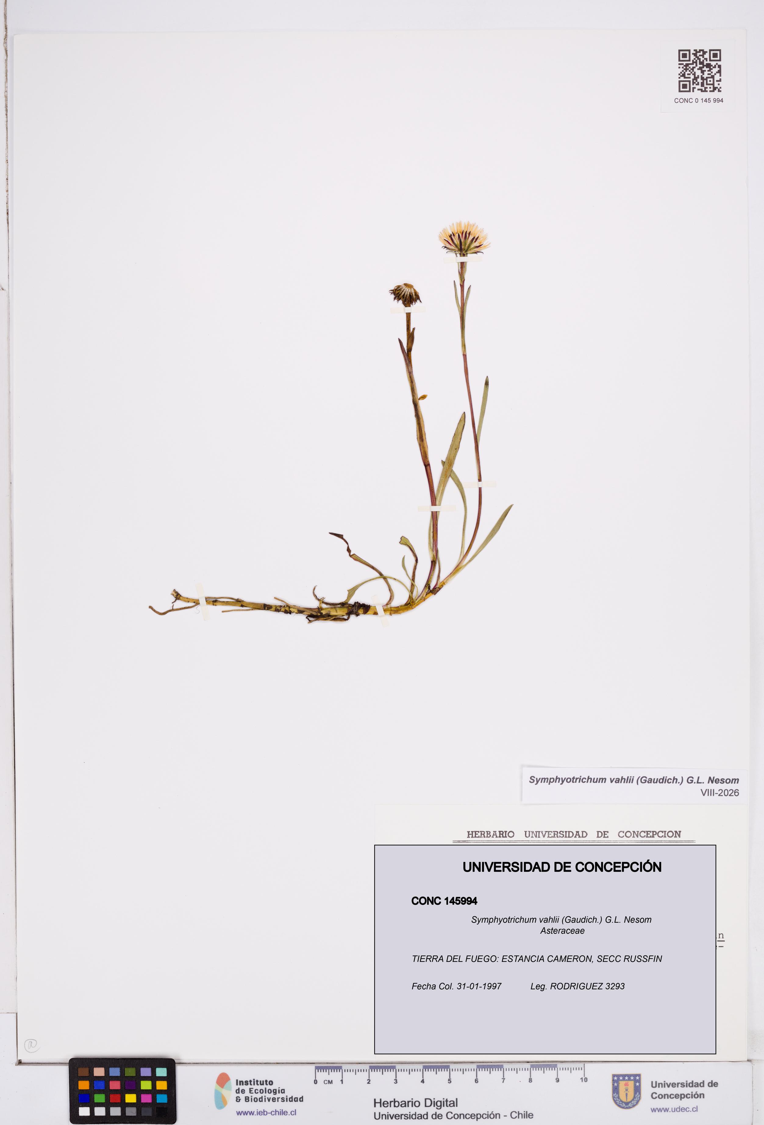 Symphyotrichum vahlii [Espécimen: ]