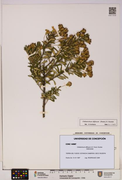 Chiliotrichum diffusum [Espécimen: UDEC:CONC:0145997]