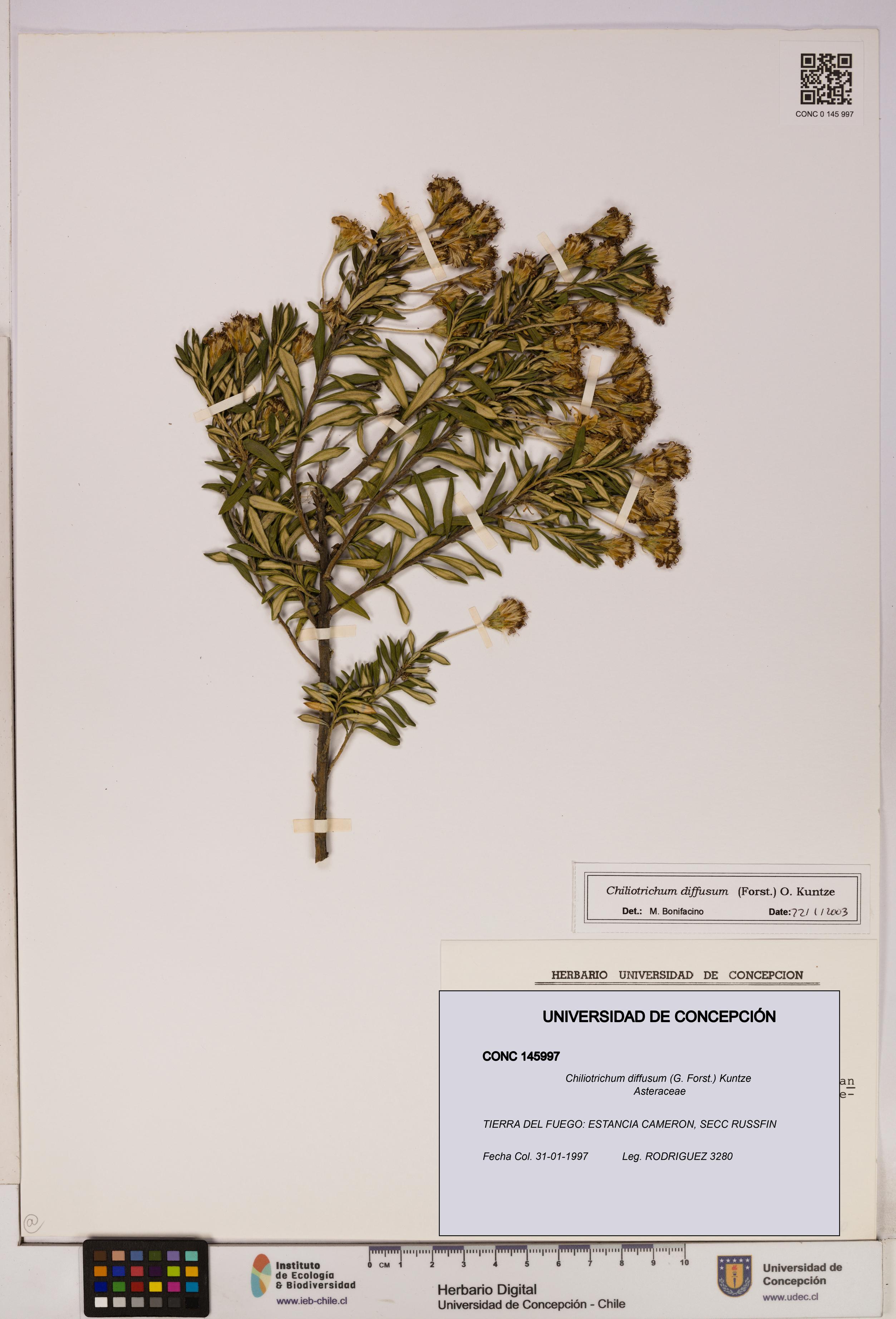 Chiliotrichum diffusum [Espécimen: UDEC:CONC:0145997]