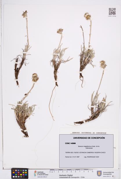 Senecio magellanicus [Espécimen: ]