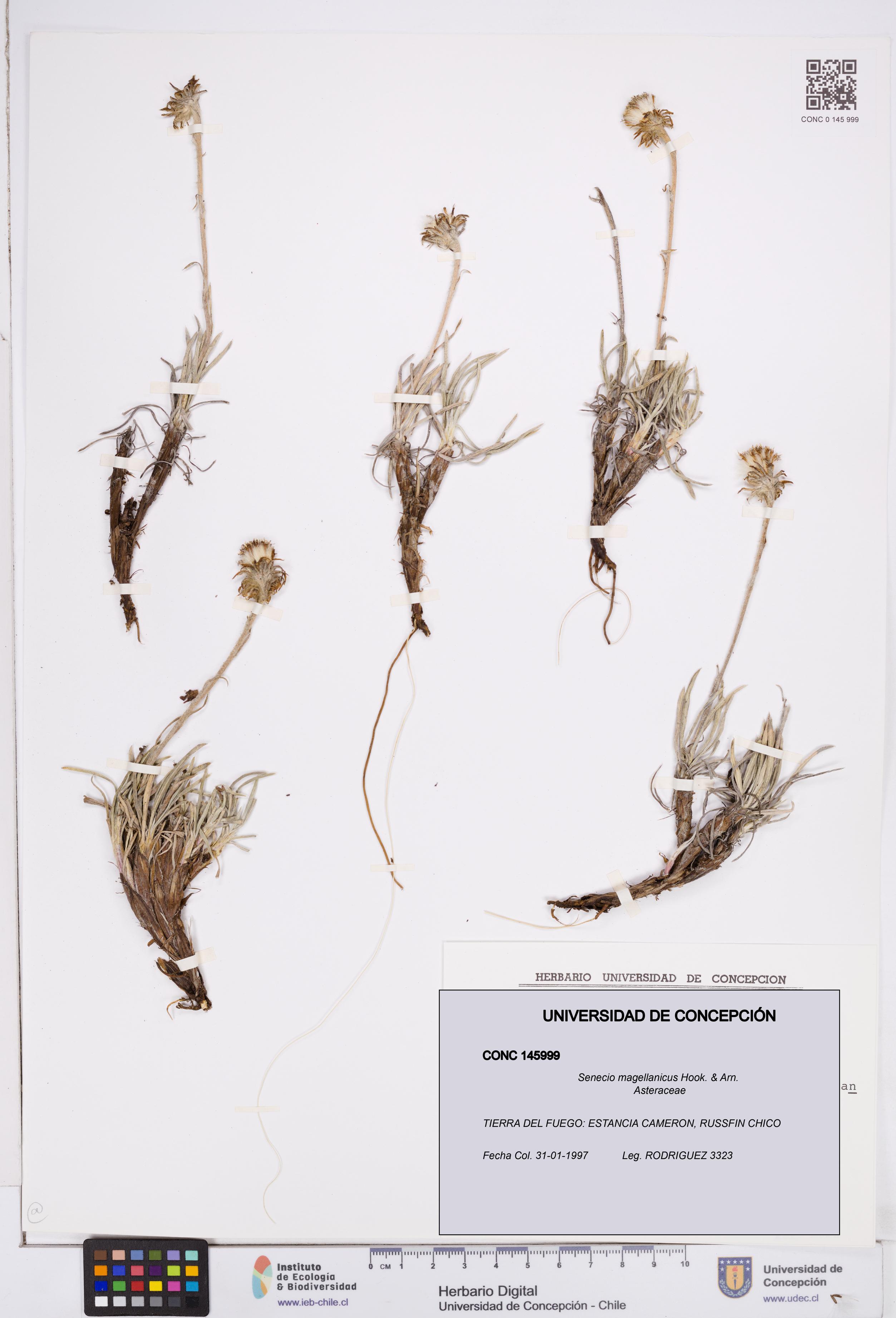 Senecio magellanicus [Espécimen: ]