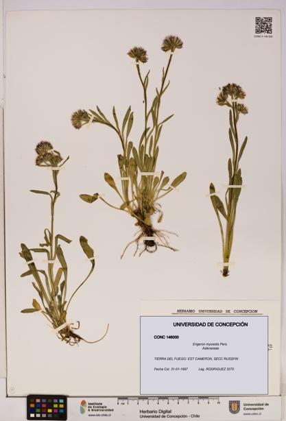 Erigeron myosotis [Espécimen: UDEC:CONC:0146000]
