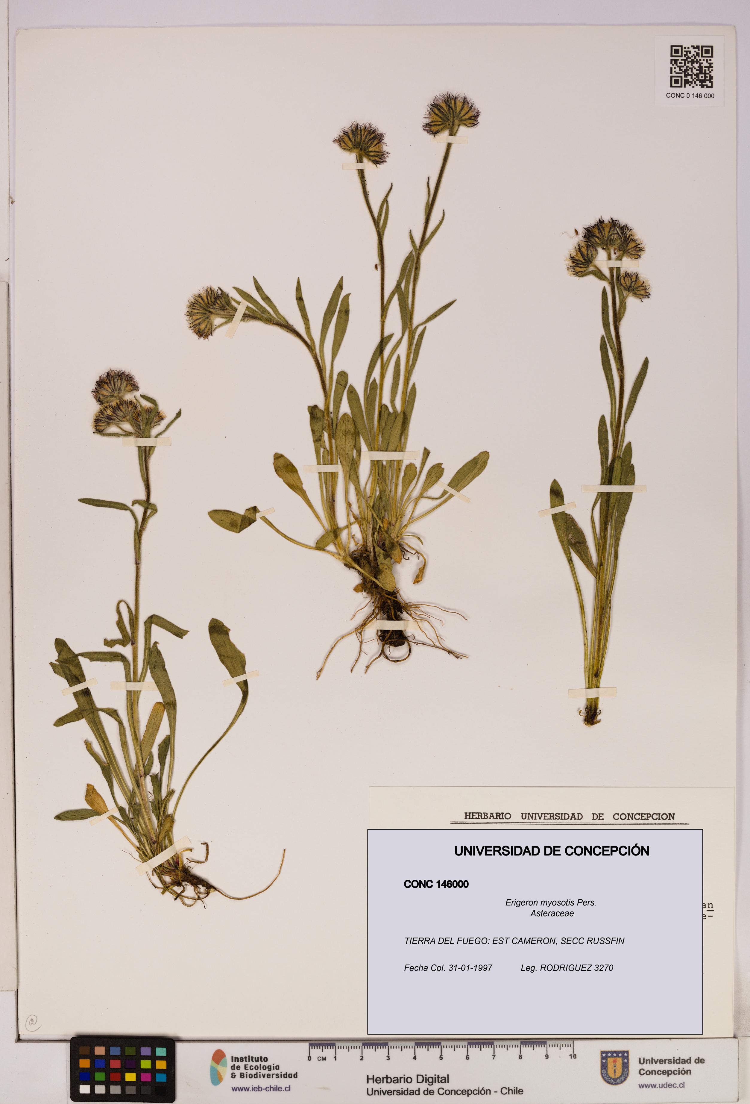 Erigeron myosotis [Espécimen: UDEC:CONC:0146000]