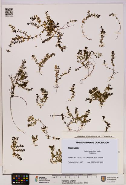Galium antarcticum [Espécimen: UDEC:CONC:0146001]