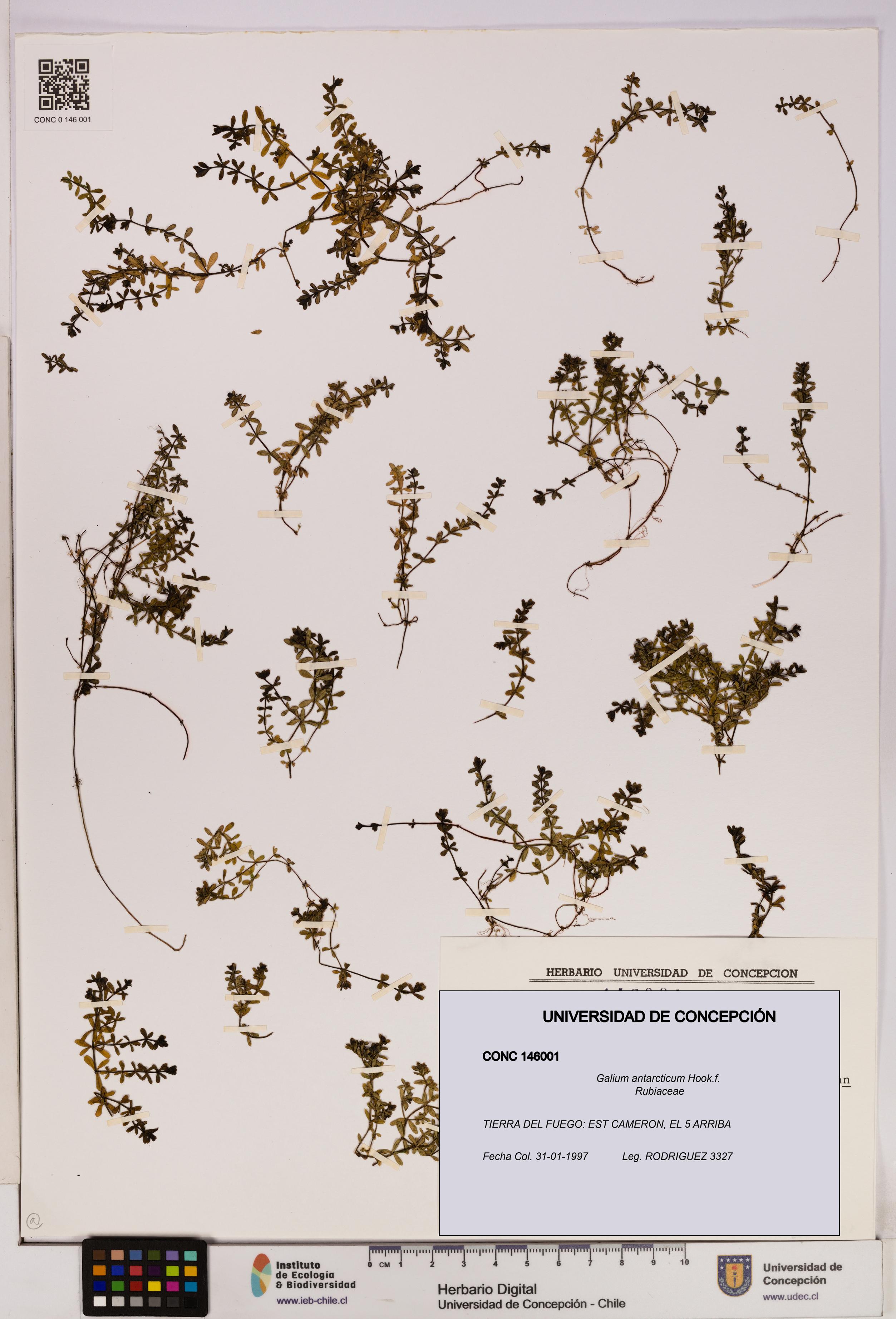 Galium antarcticum [Espécimen: UDEC:CONC:0146001]