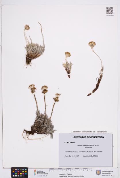 Senecio magellanicus [Espécimen: ]