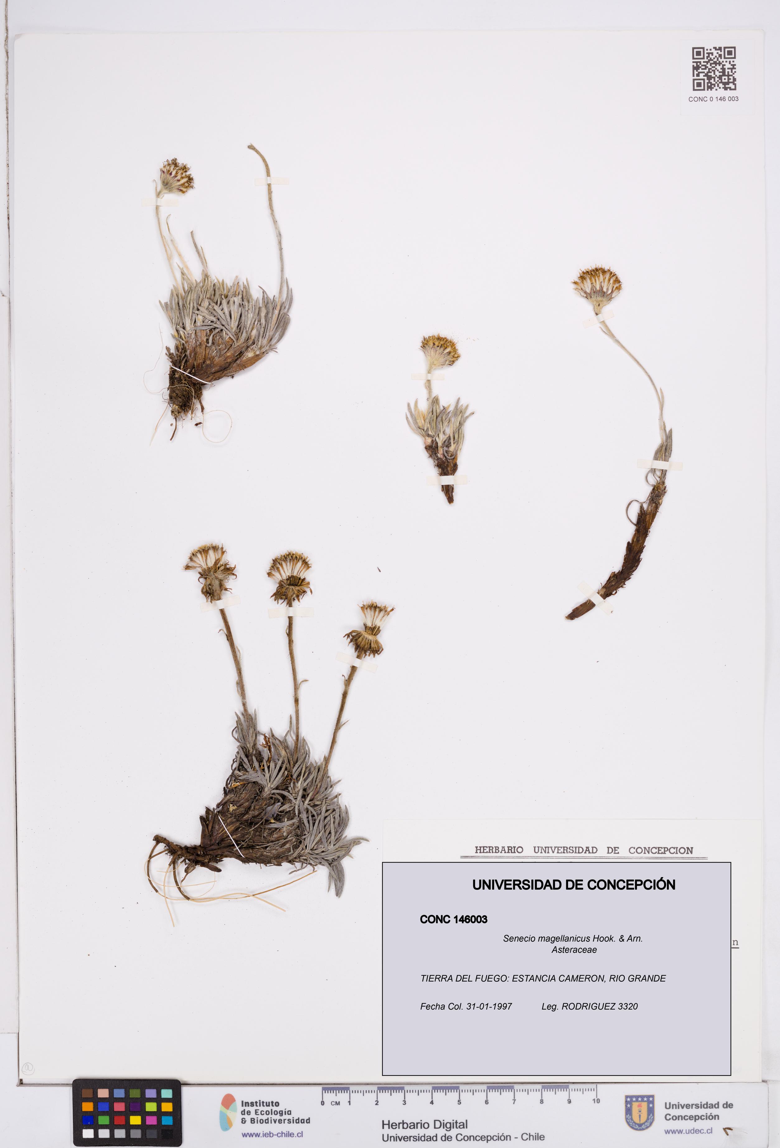 Senecio magellanicus [Espécimen: ]