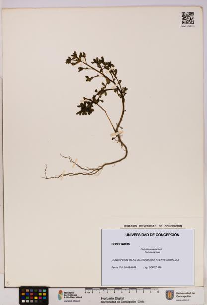 Portulaca oleracea [Espécimen: UDEC:CONC:0146013]