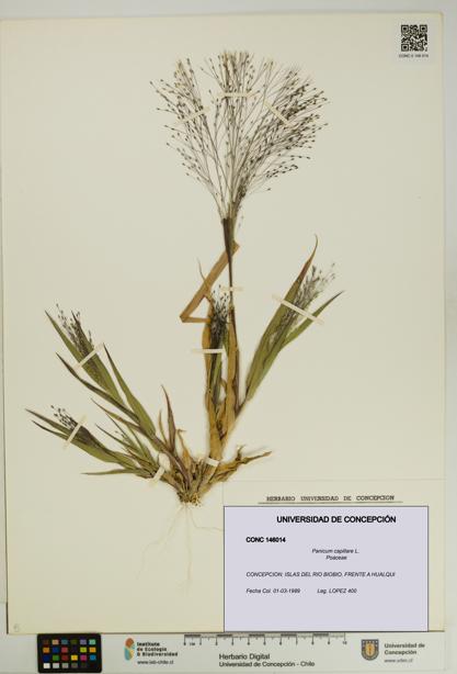 Panicum capillare [Espécimen: UDEC:CONC:0146014]