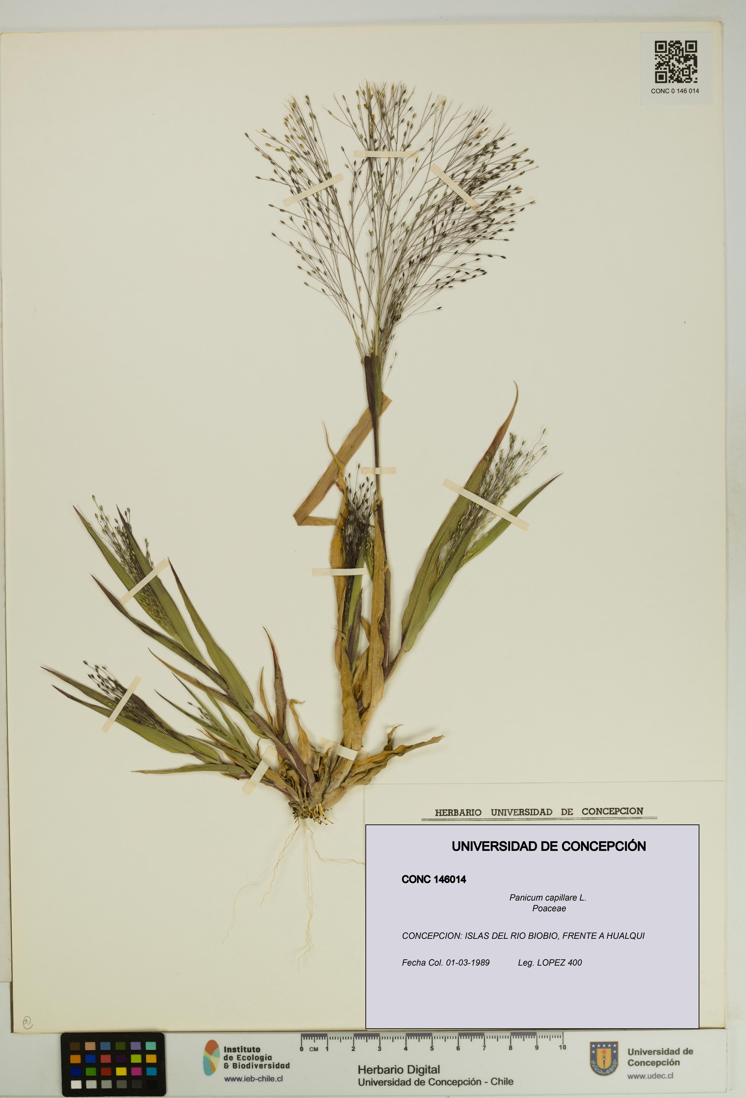 Panicum capillare [Espécimen: UDEC:CONC:0146014]