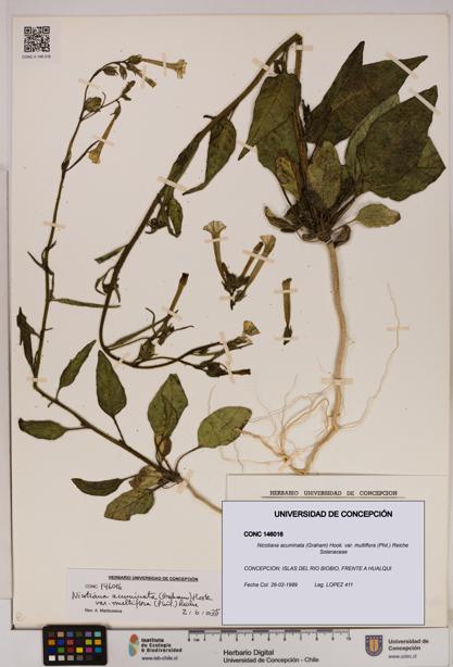 Nicotiana acuminata [Espécimen: UDEC:CONC:0146016]