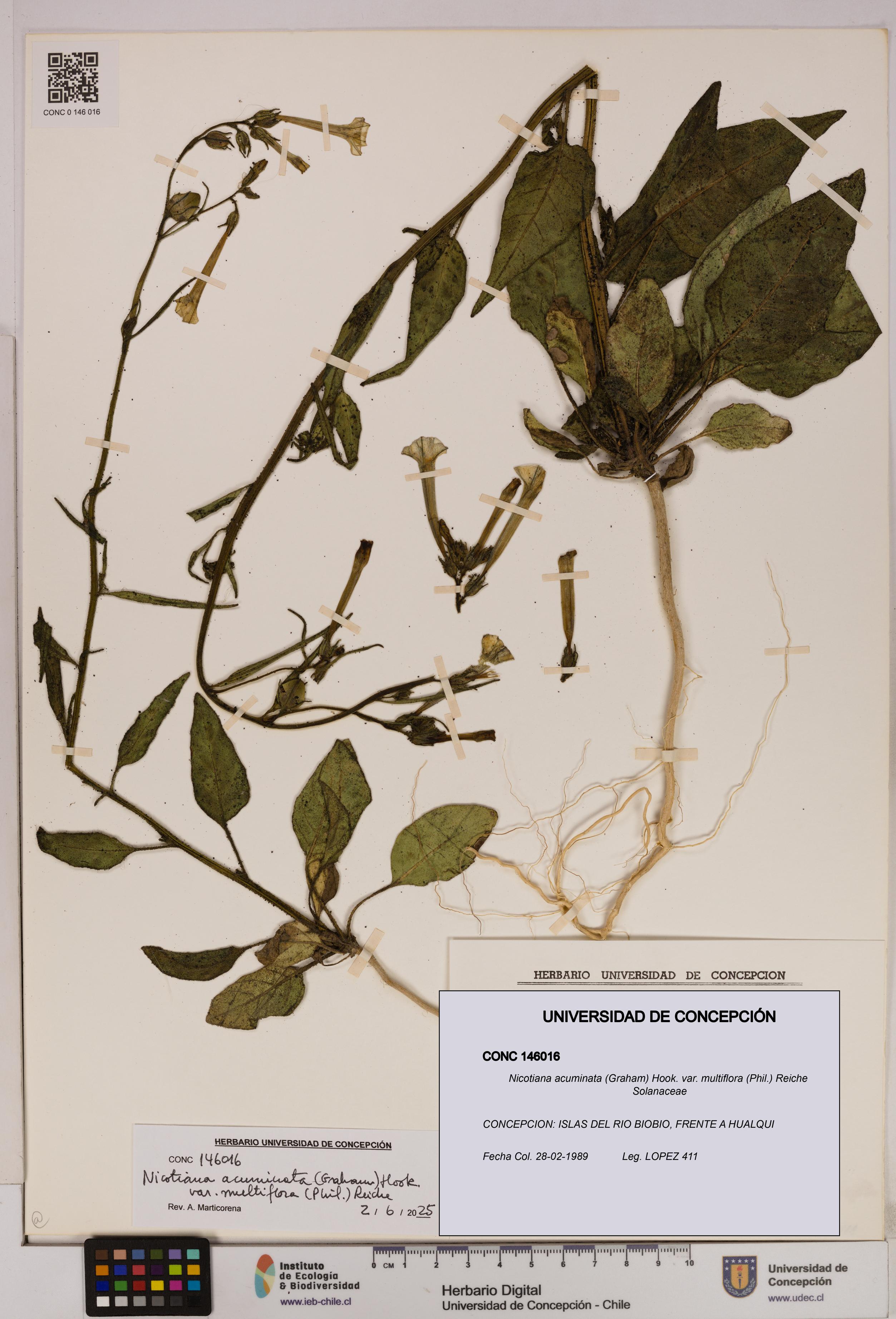 Nicotiana acuminata [Espécimen: UDEC:CONC:0146016]