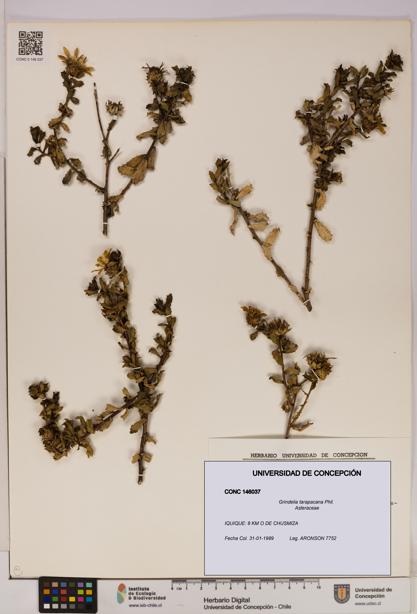 Grindelia tarapacana [Espécimen: UDEC:CONC:0146037]