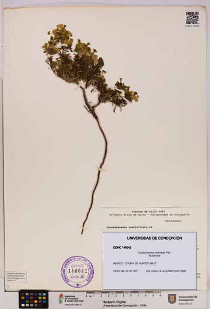 Cruckshanksia verticillata [Espécimen: UDEC:CONC:0146042]