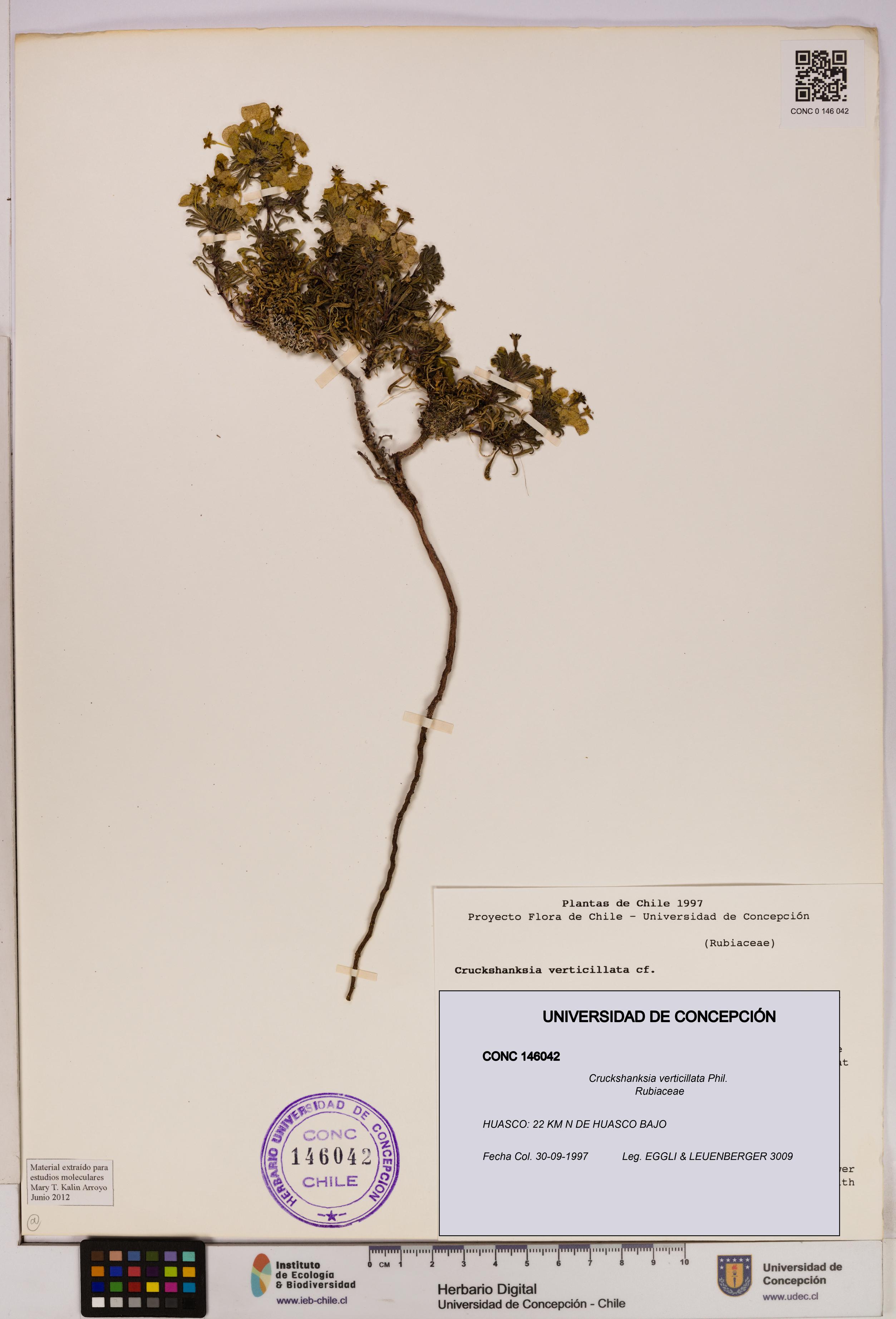 Cruckshanksia verticillata [Espécimen: UDEC:CONC:0146042]