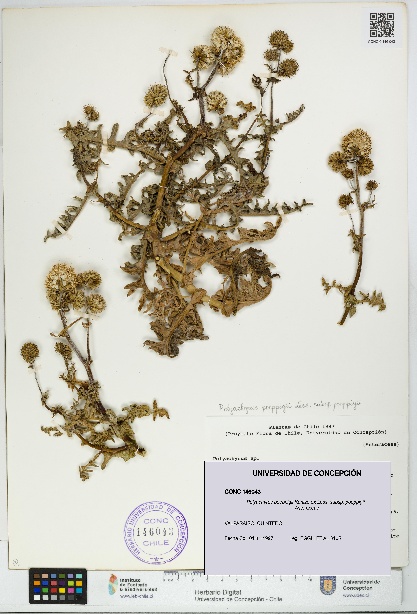 Polyachyrus poeppigii [Espécimen: UDEC:CONC:0146043]