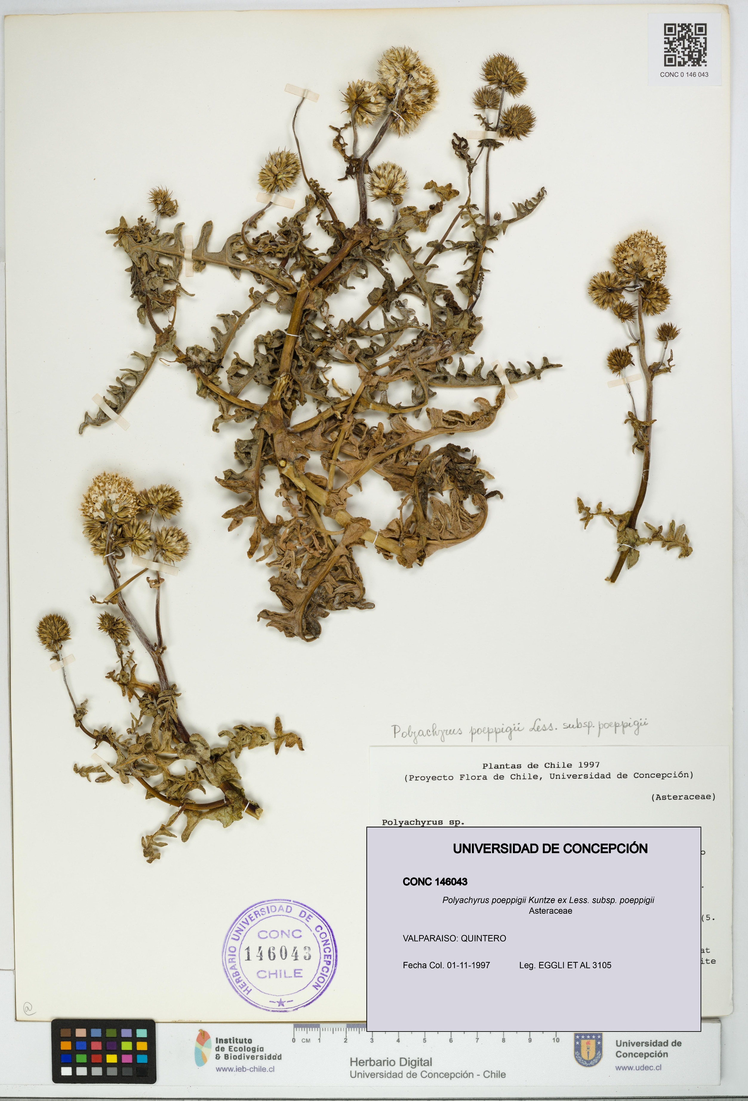 Polyachyrus poeppigii [Espécimen: UDEC:CONC:0146043]