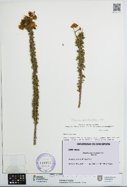 Balsamocarpon brevifolium [Espécimen: UDEC:CONC:0146052]
