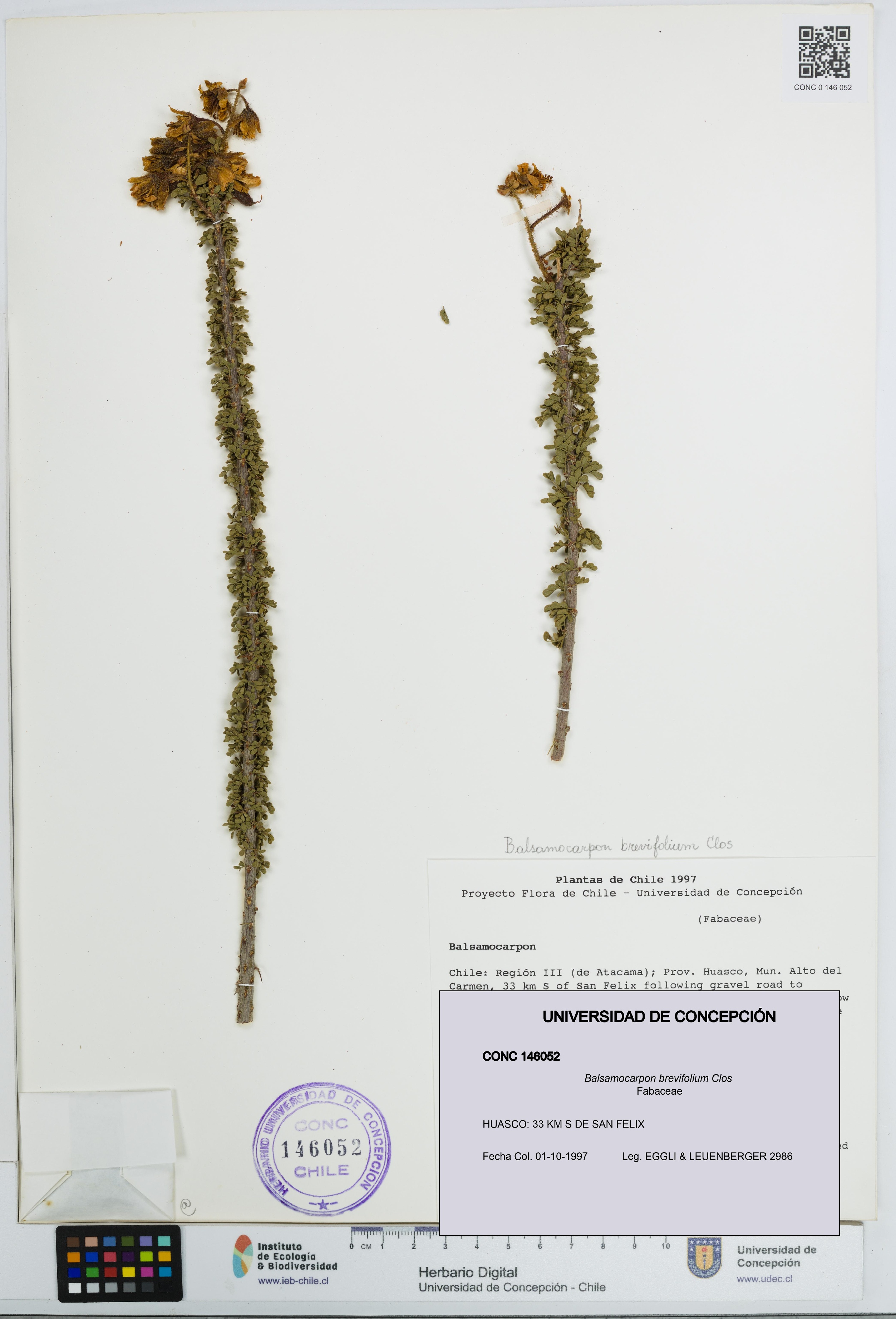 Balsamocarpon brevifolium [Espécimen: UDEC:CONC:0146052]