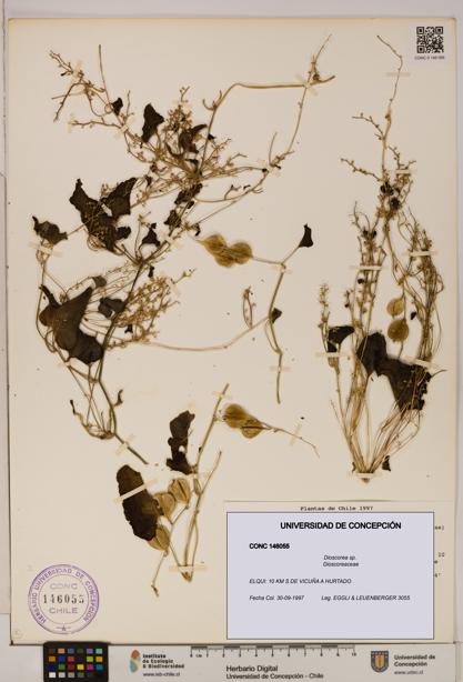 Dioscorea sp. [Espécimen: ]