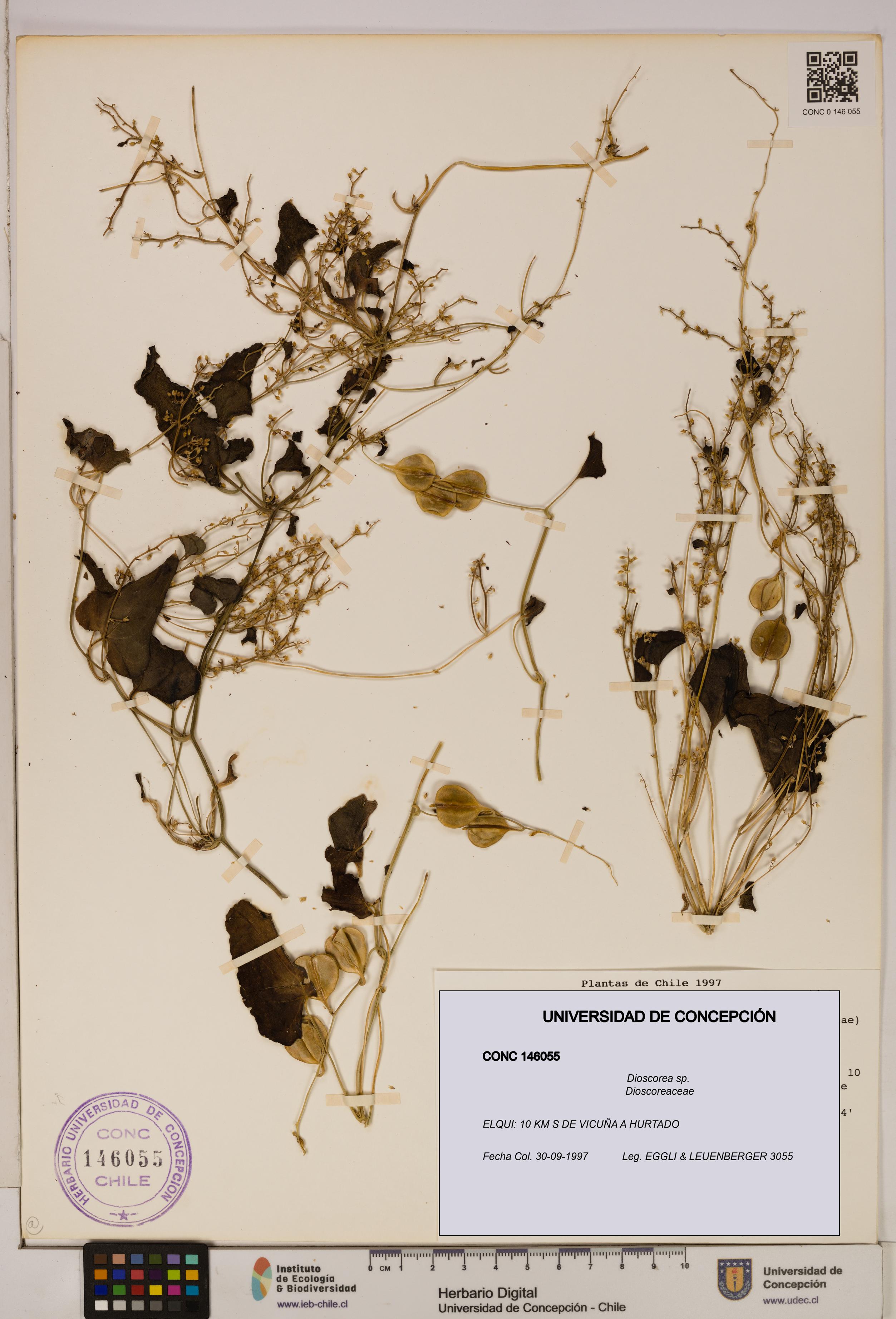 Dioscorea sp. [Espécimen: ]