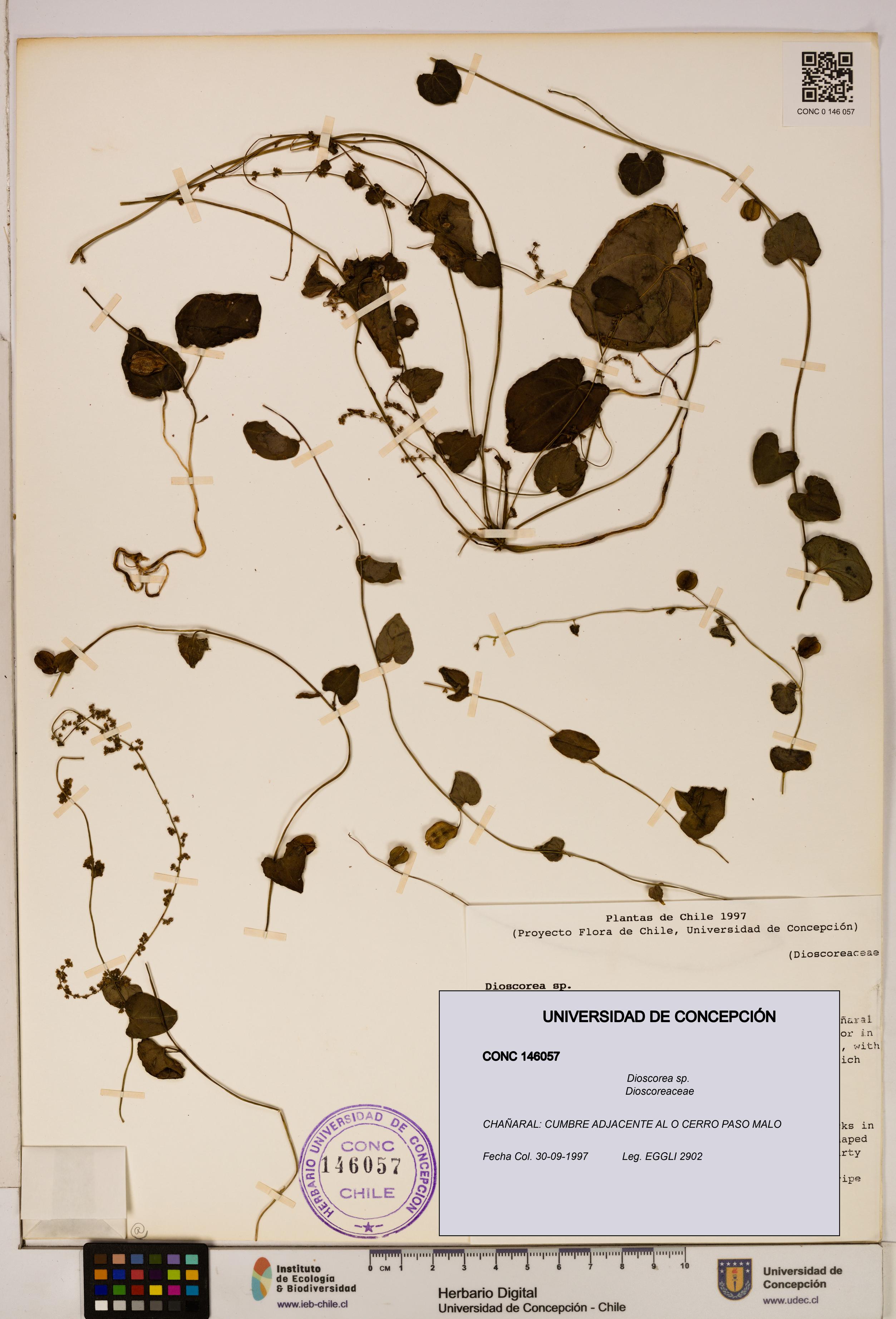 Dioscorea sp. [Espécimen: ]