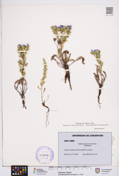 Triptilion spinosum [Espécimen: ]