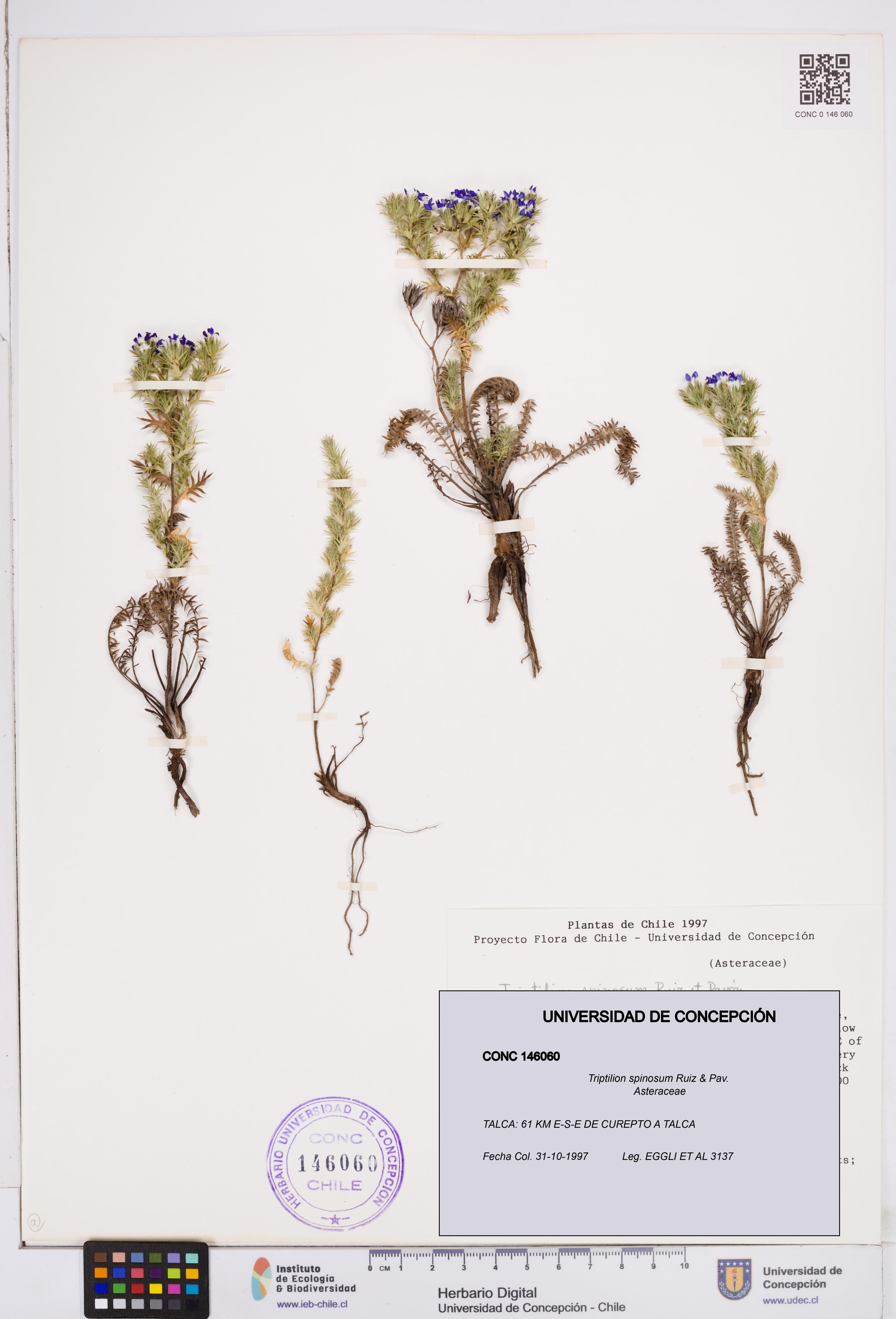 Triptilion spinosum [Espécimen: ]