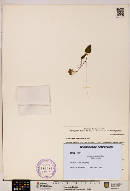 Dioscorea fastigiata [Espécimen: ]