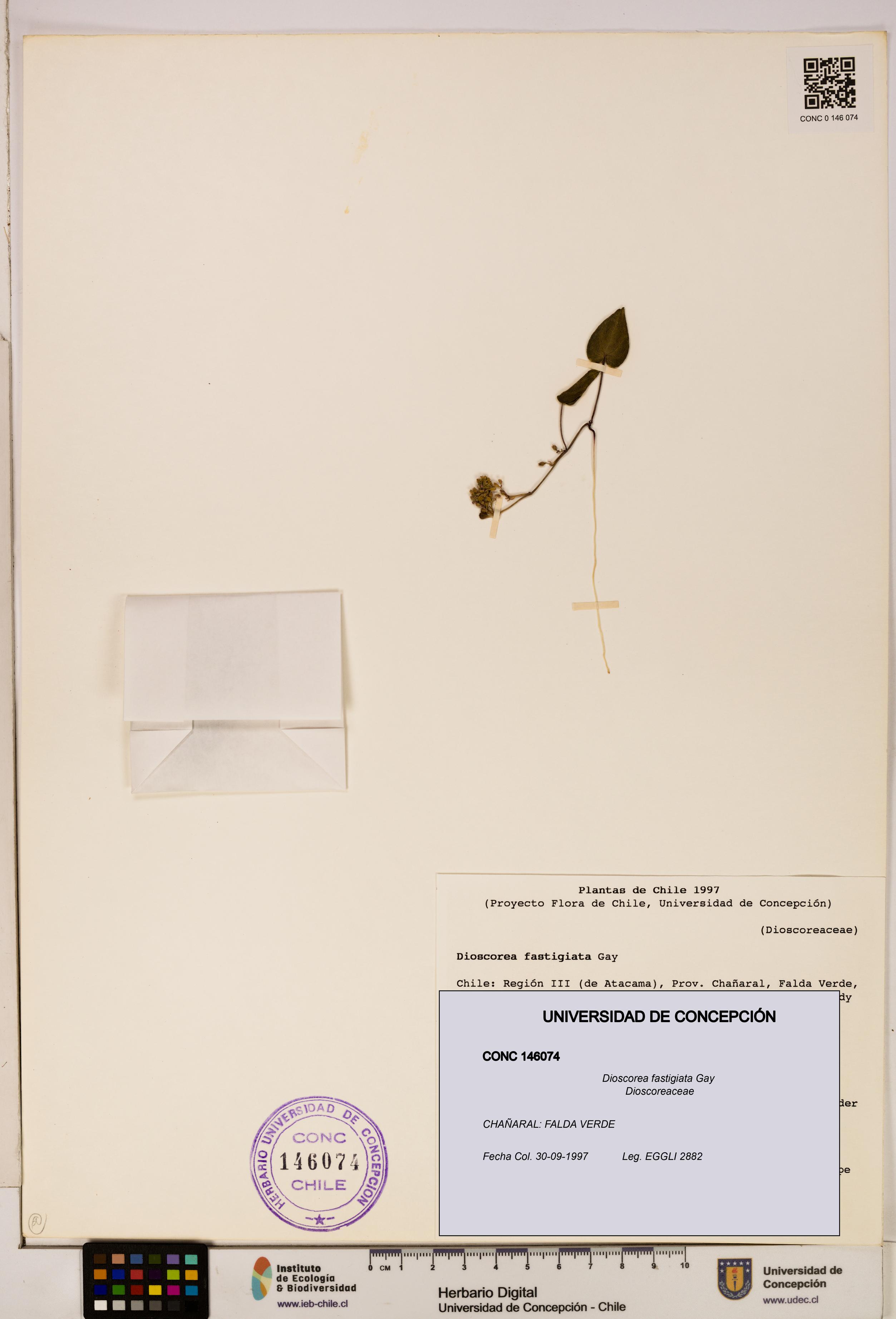 Dioscorea fastigiata [Espécimen: ]