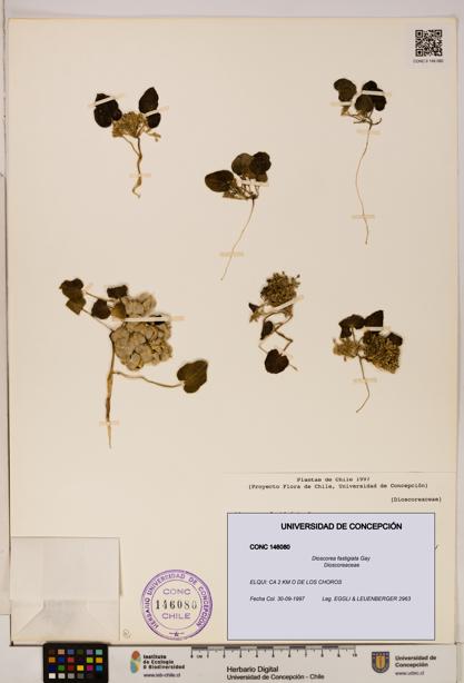 Dioscorea fastigiata [Espécimen: ]
